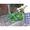 Support avant-bras pour outils de jardinage (EASI-GRIP)